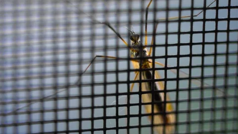 Mosquito on the grid Video stock 90632754