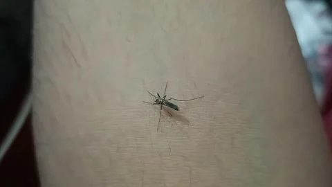 Mosquito hand bite Stock Footage 255871256