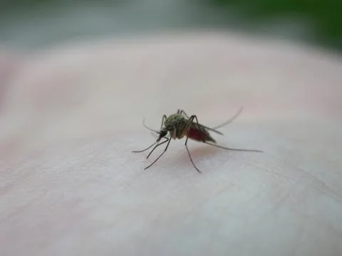 Mosquito on the hand Stock Photos