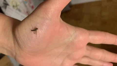 Mosquito on hand, vertical video Stock Footage 308470932