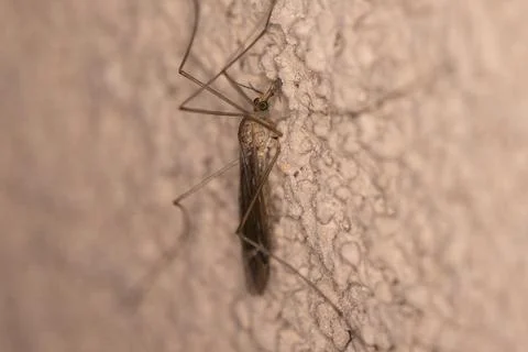 Mosquito Hawk Close Up Macro Stock Photos