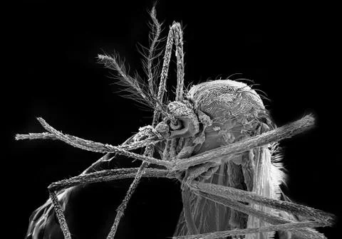 Mosquito head, SEM 스톡 사진
