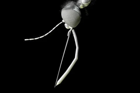 Mosquito Head Stylized Illustrazione stock