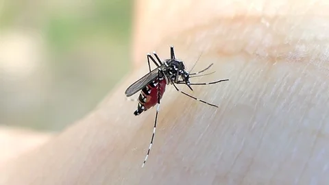 Mosquito on human skin. Stock Footage 94686545