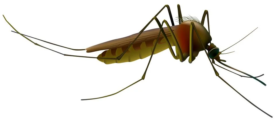 Mosquito Stock Illustration