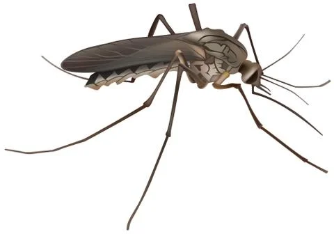 Mosquito Stock Illustration