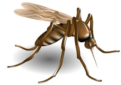 Mosquito Stock Illustration