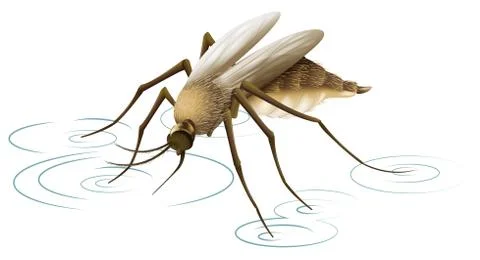 Mosquito Ilustración de archivo