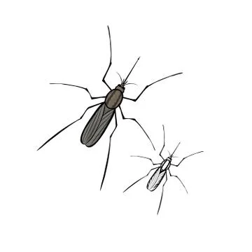 Mosquito Stock Illustration