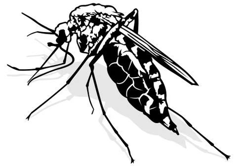 Mosquito Illustrazione stock