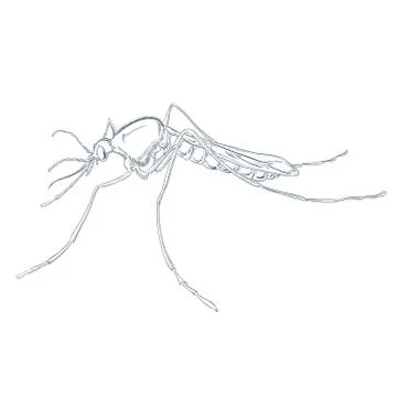 Mosquito Stock Illustration