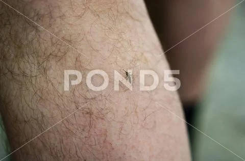 Mosquito, insect, biting, flying, insecticides, vermin, gnats, midges Stock Photos