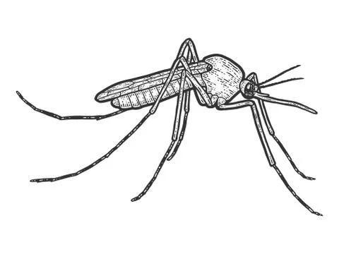 Mosquito insect isolated. Sketch scratch board imitation. Stock Illustration