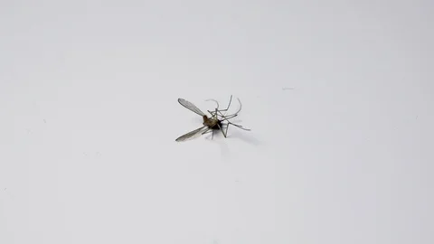 Mosquito insect lying on its back with legs moving Stock Footage 101103982