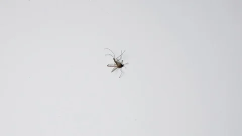 Mosquito insect lying on white background dying Stock Footage 101103827