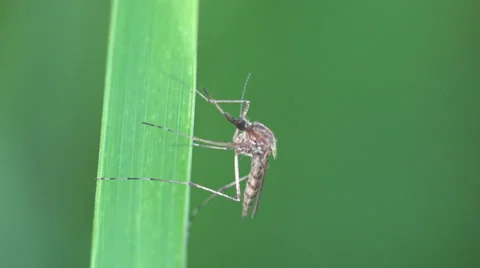 Mosquito insect macro 4k Stock Footage