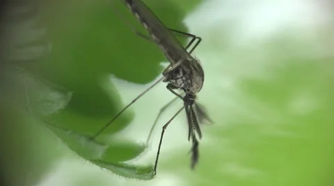Mosquito insect macro sitting on green leaf in forest, on field, in garden Video stock 51559890