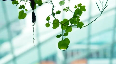 Mosquito insect sitting on green leaf Video stock 68372922