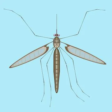 Mosquito insect stylized drawn vector illustration. Stock Illustration