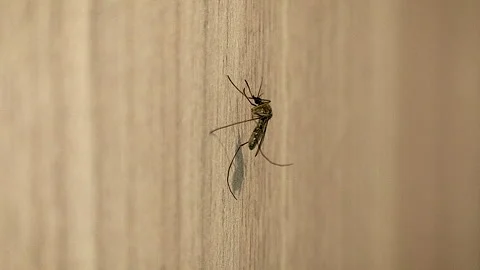 Mosquito insect on wall surface close up with detailed shadow and texture 스톡 동영상 332615232