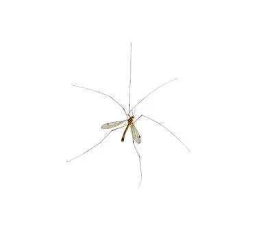 Mosquito Insect on white. Stock Photos