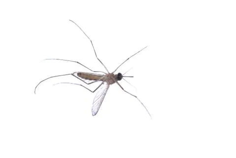 Mosquito isolated Stock Photos