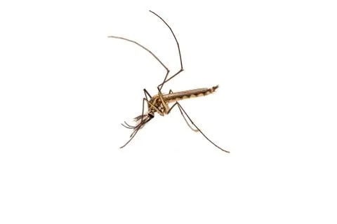 Mosquito isolated Stock Photos