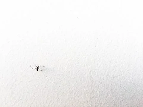 Mosquito isolated Stock Photos
