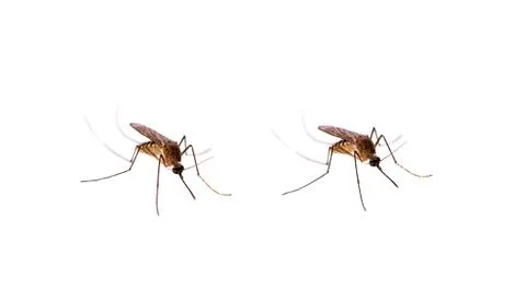 Mosquito isolated on white background Stock Photos
