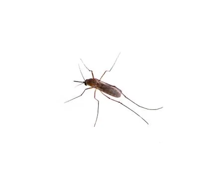 Mosquito isolated on white background Stock Photos
