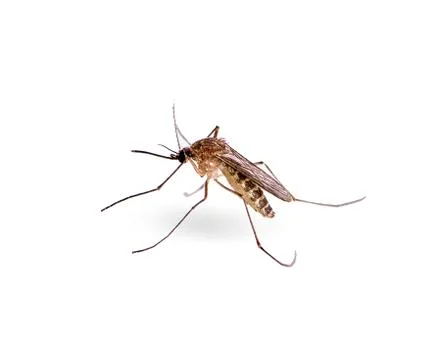 Mosquito isolated on white background Stock Photos