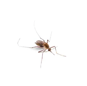Mosquito isolated on white background Foto stock