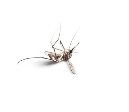 Mosquito isolated on white background. Stock Photos