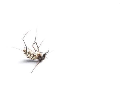 Mosquito isolated on white background. Stock Photos