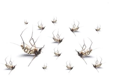 Mosquito isolated on white background. Stock Photos
