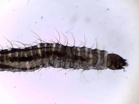 Mosquito Larva Abdomen Segmented Body Microscope Lateral Stock Photos