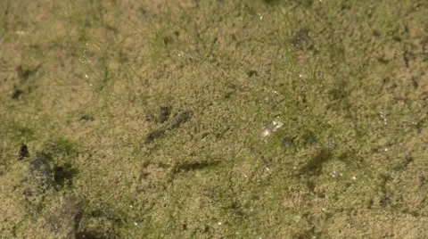 Mosquito larva and tiny water bugs Stock Footage 67444456