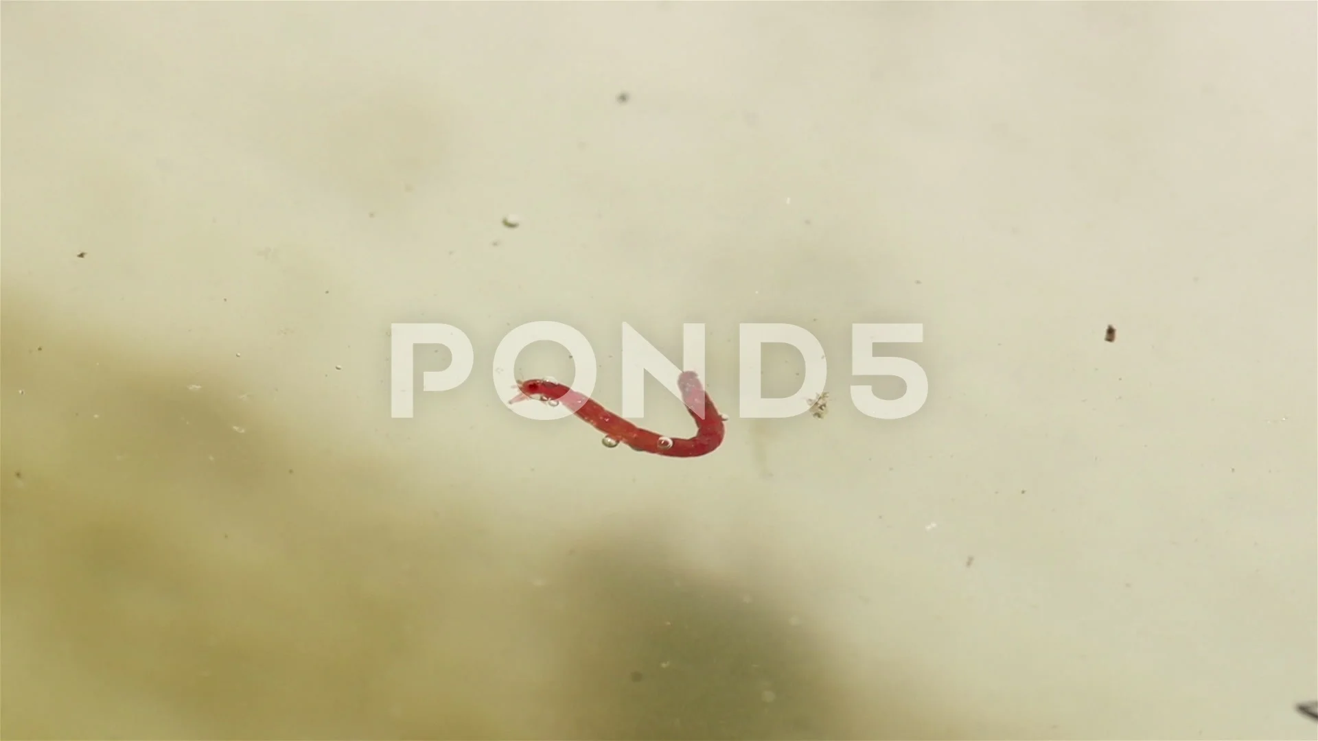 Mosquito Larvae In Dogs Water Bowl