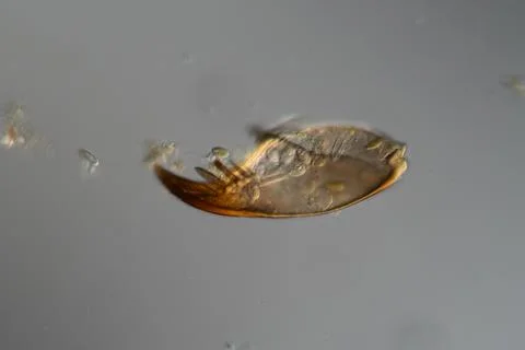 Mosquito larva with claws Stock Photos