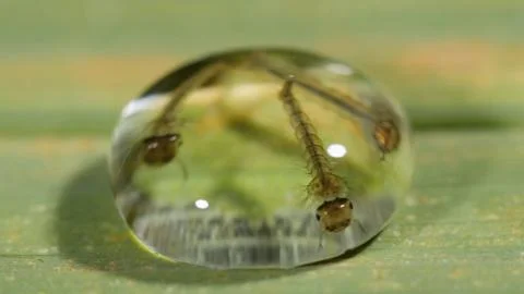 Mosquito larva in a close-up water droplet Stock Photos