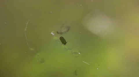 Mosquito larva Stock-Footage 5274544