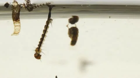 Mosquito Larva Stock-Footage 11165339