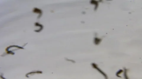Mosquito larva Stock Footage 47312776