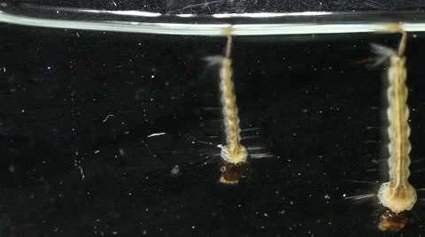 Mosquito Larva Vidéo 64802327