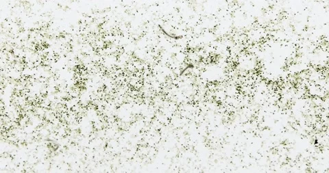 Mosquito larva Stock Footage 158832952