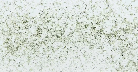 Mosquito larva Video stock 158842706