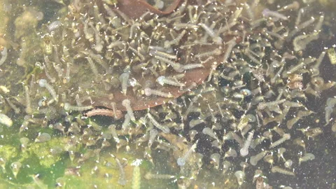 Mosquito larva 스톡 동영상 290254645
