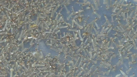 Mosquito larva 스톡 동영상 291662309