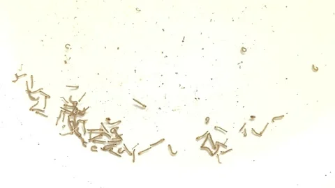 Mosquito larva Vidéo 340124061
