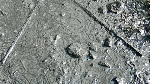 Mosquito larva in the mud. Stock Footage 98249032